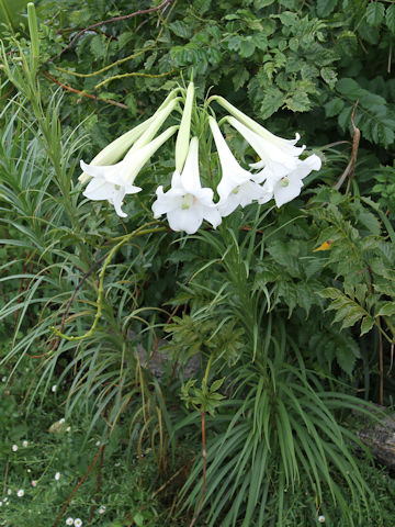 Lilium x formolongo