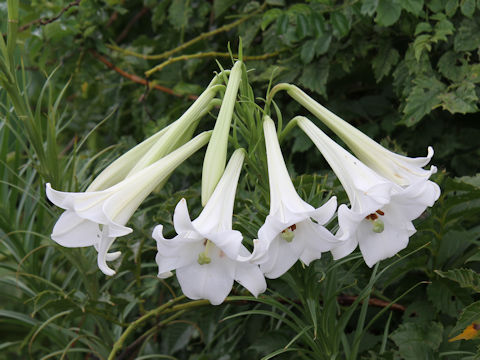 Lilium x formolongo