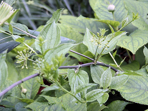 Smilax riparia var. ussuriensis