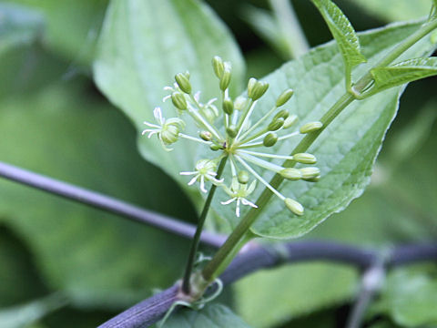 Smilax riparia var. ussuriensis