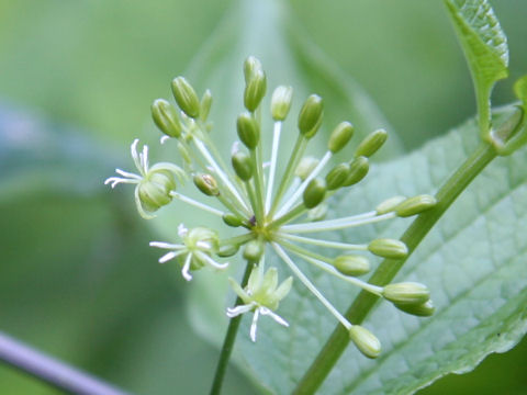 Smilax riparia var. ussuriensis