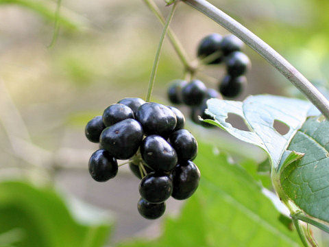 Smilax riparia var. ussuriensis