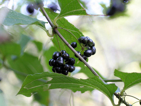 Smilax riparia var. ussuriensis