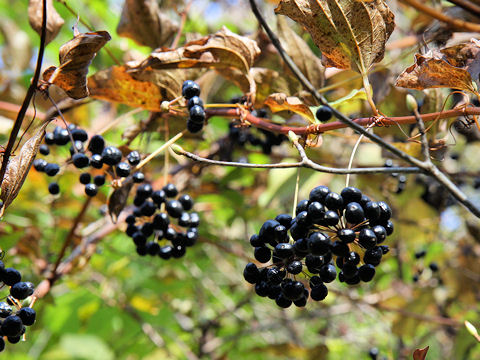 Smilax riparia var. ussuriensis