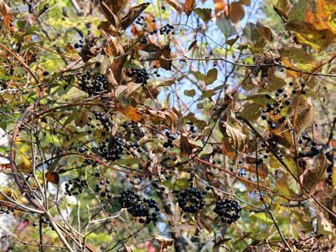 Smilax riparia var. ussuriensis