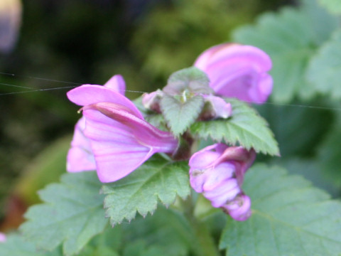 Pedicularis resupinata var. oppositifolia