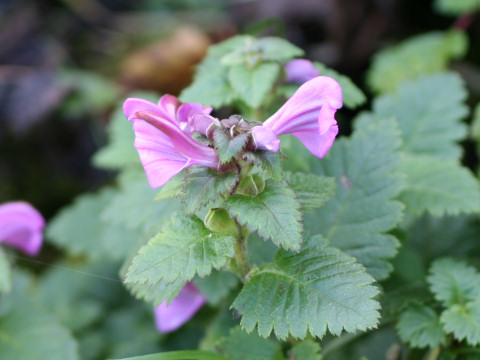 Pedicularis resupinata var. oppositifolia