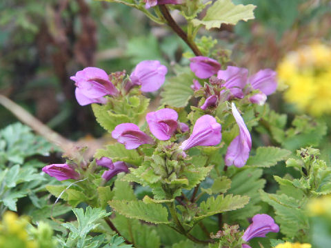 Pedicularis resupinata var. oppositifolia