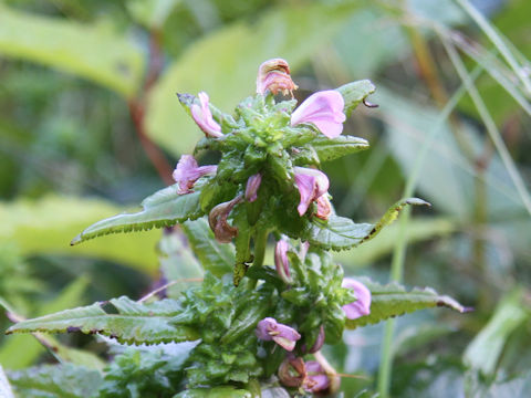 Pedicularis resupinata var. oppositifolia