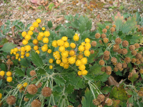 Chrysanthemum shiwogiku