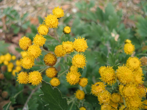 Chrysanthemum shiwogiku