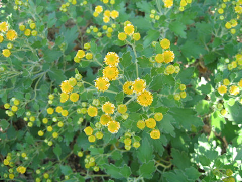 Chrysanthemum shiwogiku