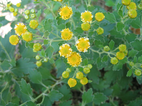 Chrysanthemum shiwogiku