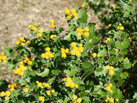 Chrysanthemum shiwogiku