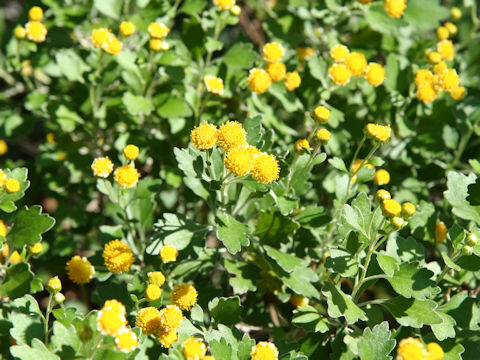 Chrysanthemum shiwogiku