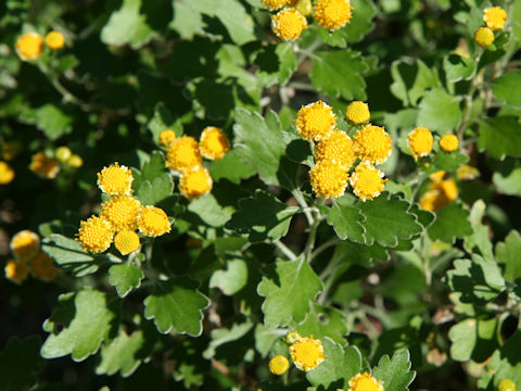 Chrysanthemum shiwogiku