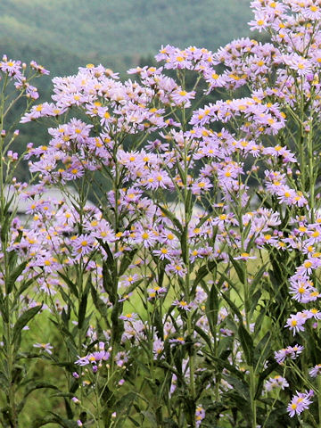 Aster tataricus