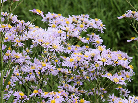 Aster tataricus