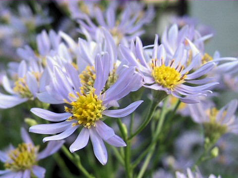 Aster tataricus