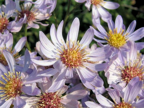 Aster tataricus