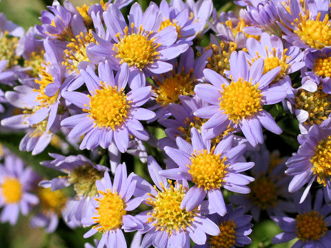 Aster tataricus