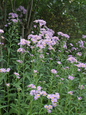 Aster tataricus