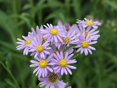 Aster tataricus