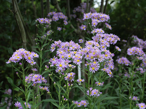 Aster tataricus