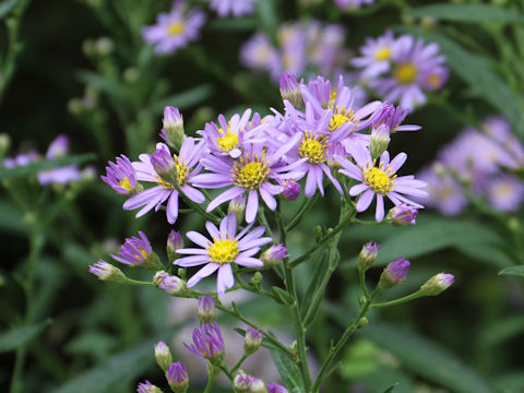 Aster tataricus