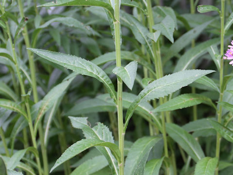 Aster tataricus