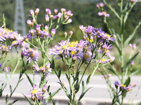 Aster tataricus