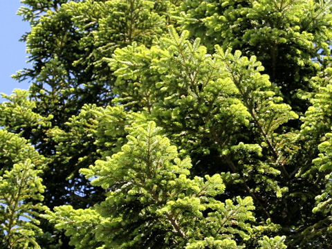 Abies veitchii