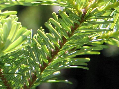 Abies veitchii