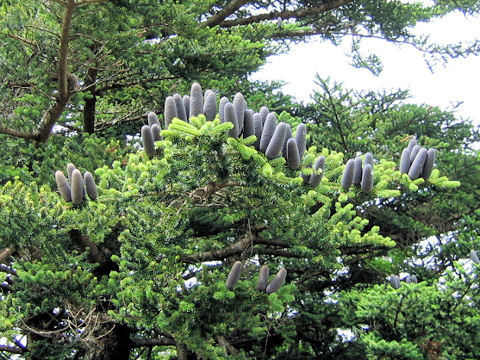 Abies veitchii