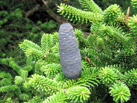 Abies veitchii