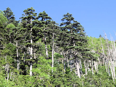 Abies veitchii