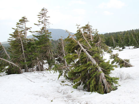 Abies veitchii