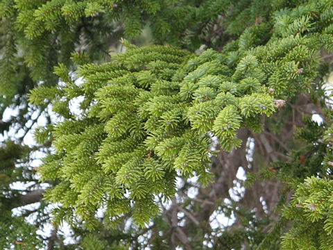 Abies veitchii