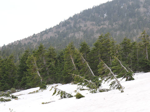 Abies veitchii