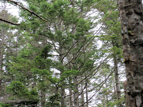 Abies veitchii