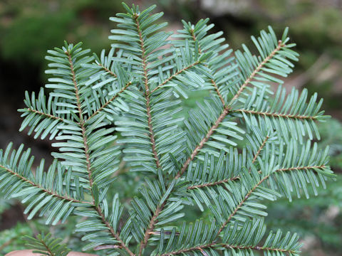 Abies veitchii