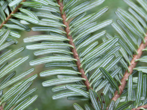 Abies veitchii