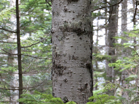 Abies veitchii