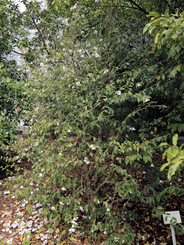 Camellia fraterna