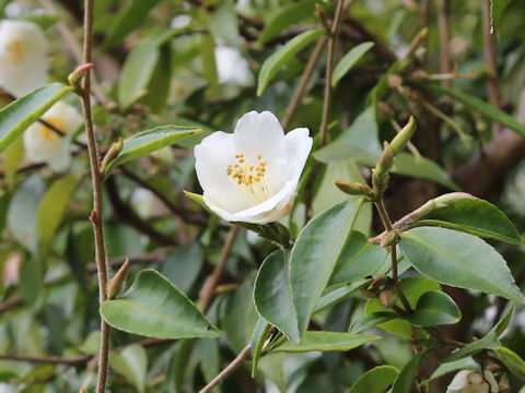 Camellia fraterna