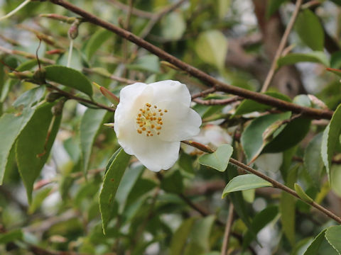 Camellia fraterna