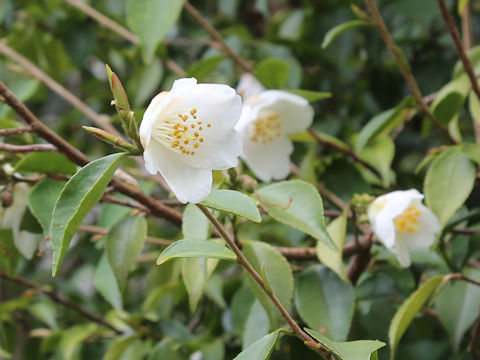 Camellia fraterna