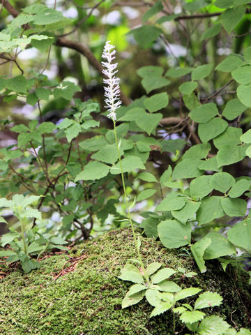 Chionographis japonica