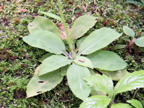 Chionographis japonica