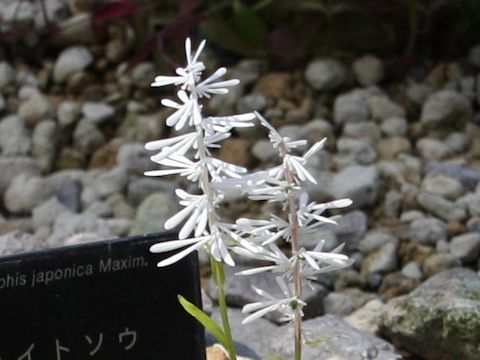 Chionographis japonica